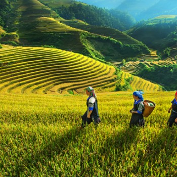 Hồ Chí Minh - Hà Nội -  Hà Giang - Hoa Tam Giác Mạch