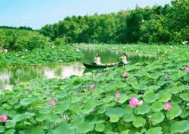 ĐỒNG THÁP - BÔNG SEN - KDL TÂN LẬP - GÁO RỒNG - KDL XẺO QUÝT 