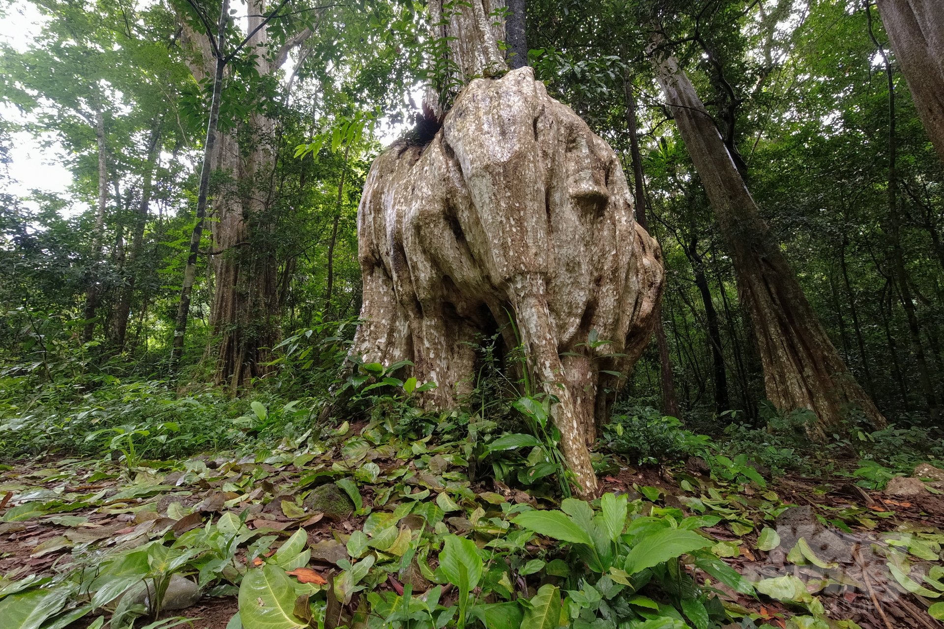 NAM CÁT TIÊN - KDL SUỐI MƠ ĐỒNG NAI